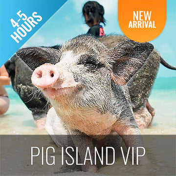 PIG ISLAND SNORKELING KOH MUDSUM & KOH TAN SPEED BOAT VIP TOUR - kohsamui.tours